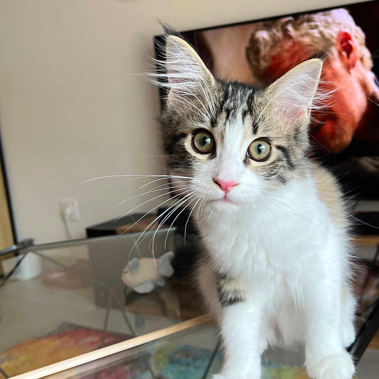 Athéna a rejoint le concours — aidez-le/la à gagner de superbes lots ! cat, curious, domestic_cat, ears, furniture, glass_table, household, indoor, kitten, looking_at_camera, pet, pink_nose, poster, rug, tabby, television, wall_art, whiskers, white_fur, young_cat