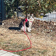 Athéna a rejoint le concours — aidez-le/la à gagner de superbes lots ! alert, animal, black_and_white, cat, curious, daylight, dry_grass, fence, fur, grass, harness, leash, leaves, nature, outdoor, pet, plant, red, sitting, tree