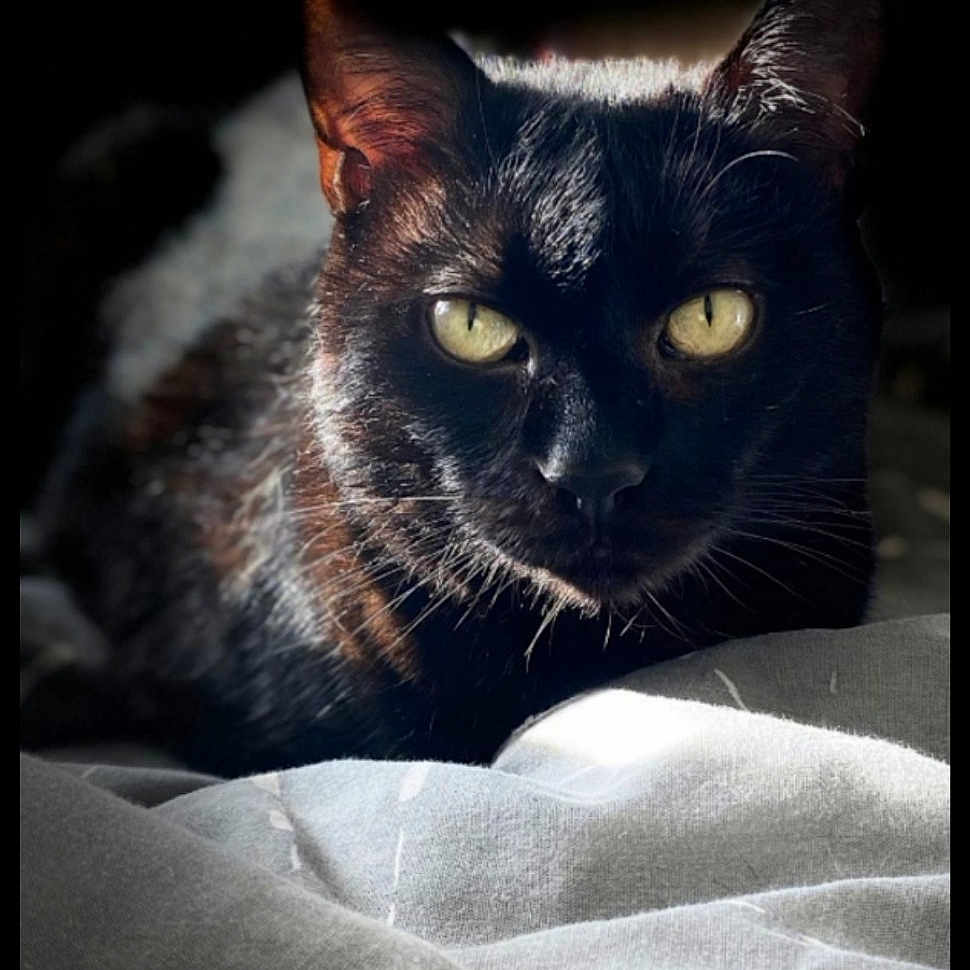 Calypso