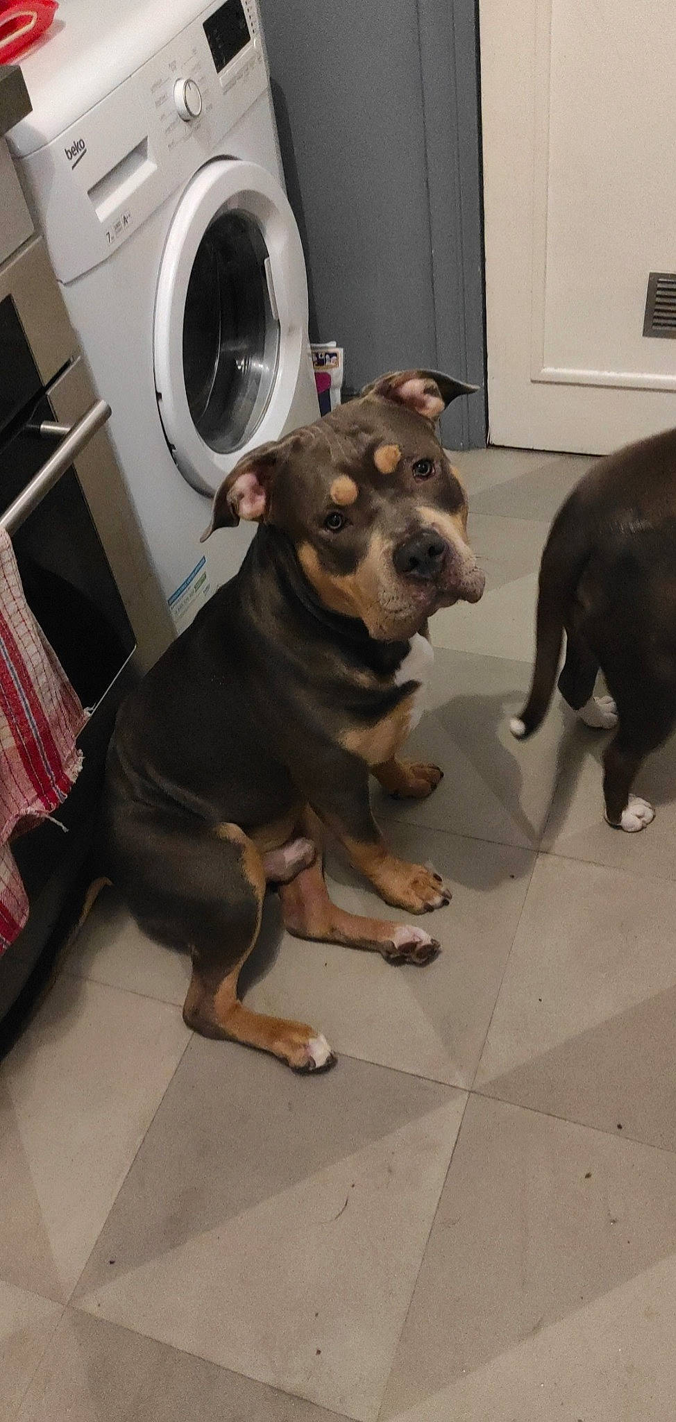 Ico participe au concours pour gagner de l'argent avec cette photo : canidae, carnivore, collar, companion_dog, dog, dog_breed, fawn, flooring, fur, guard_dog, liver, metal, shelf, snout, sporting_group, terrestrial_animal, whiskers, working_animal, working_dog