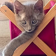 Grigri participe au concours pour gagner de l'argent avec cette photo : animal, basket, carpet, cat, curious, cute, domestic, eyes, feline, gray_fur, home, indoor, kitten, paw, pet, portrait, relaxed, resting, wooden_frame, young