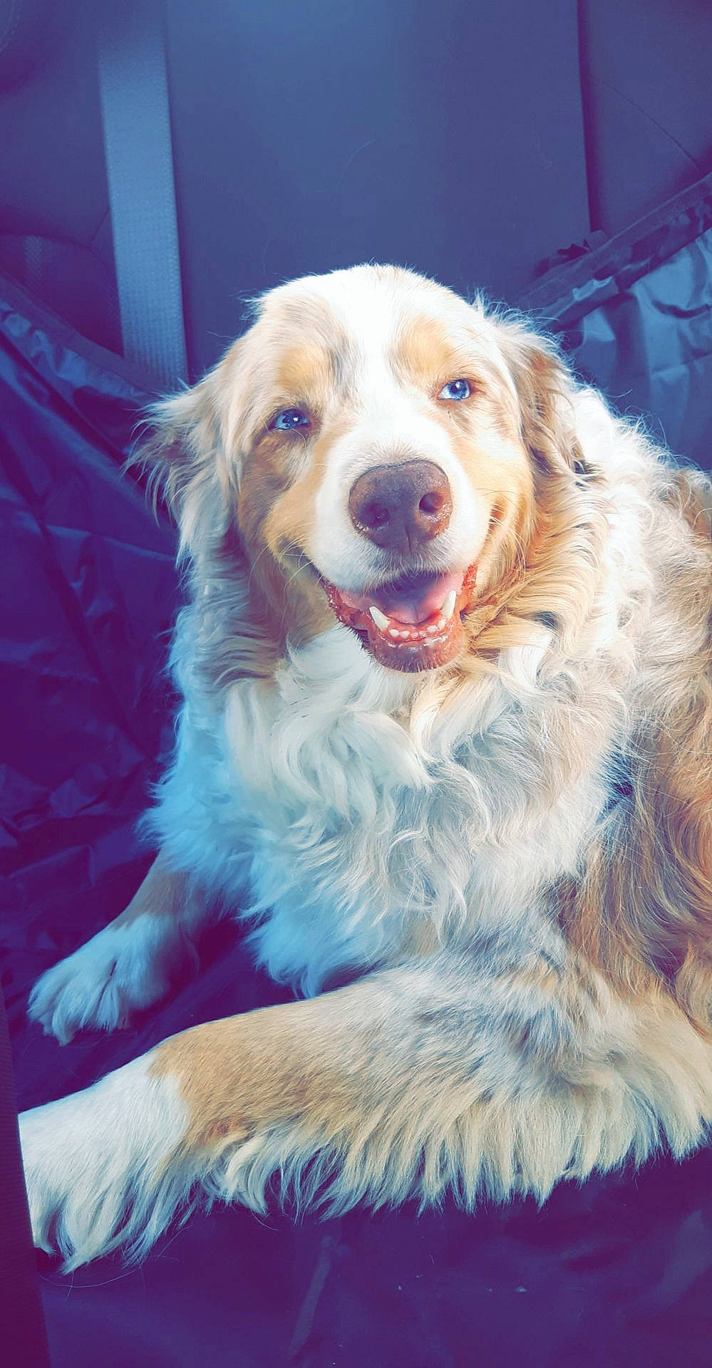 Ivy a rejoint le concours — aidez-le/la à gagner de superbes lots ! canidae, carnivore, companion_dog, dog, dog_breed, fur, gun_dog, happy, shout, snout, sporting_group, whiskers, working_dog