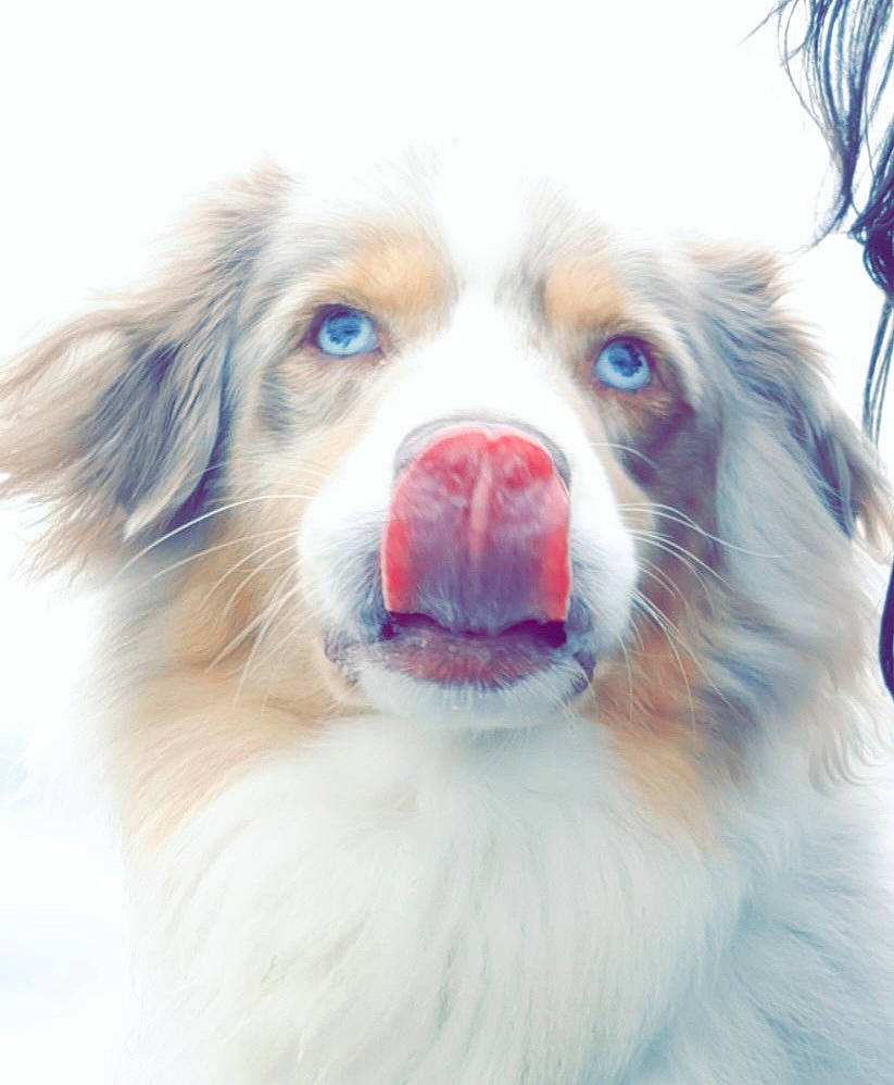 Ivy a rejoint le concours — aidez-le/la à gagner de superbes lots ! australian_collie, australian_shepherd, canidae, carnivore, companion_dog, dog, dog_breed, fang, fur, gun_dog, herding_dog, jaw, liver, shout, snout, sporting_group, whiskers, working_animal, working_dog, yawn