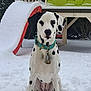 dalmatian, dog, snow, outdoor, collar, pet, animal, playground, slide, bench, winter, white, black_spots, sitting, fur, canine, park, daylight, cute, domestic_animal