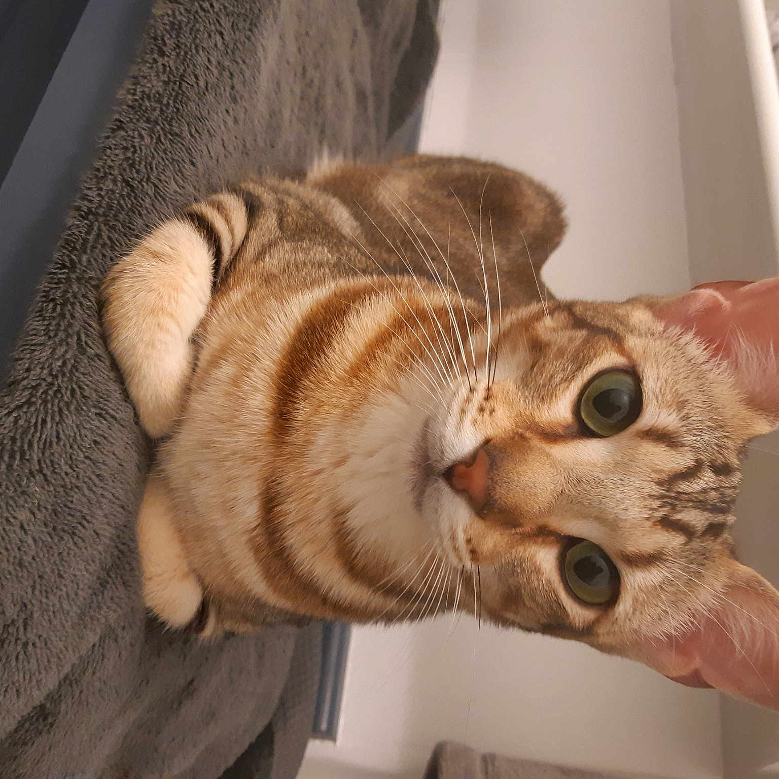 Percy