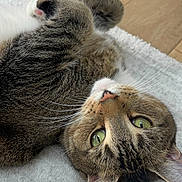 Winston is registered to the contest to win money with this photo: animal, carpet, cat, close_up, cute, domestic, ears, feline, floor, fur, green_eyes, indoor, lying_down, paws, pet, pink_nose, playful, relaxed, tabby, whiskers
