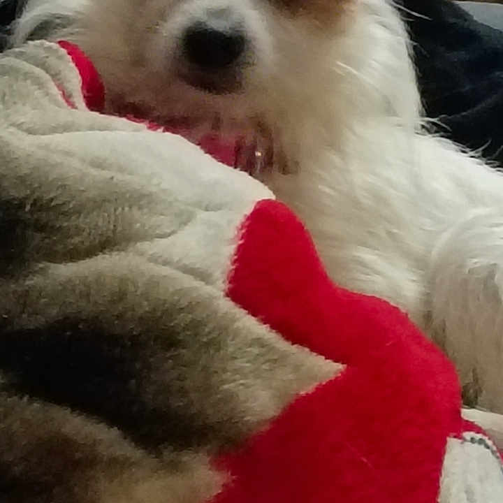 Princessa