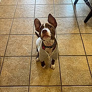 Rayito joined the competition — help win amazing prizes! dog, puppy, hoodie, tile_floor, brown_and_white, pet, indoor, looking_up, ears_up, collar, obedient, cute, floor_tiles, foot, casual, home, animal, pet_accessory, young_dog, dog_tag