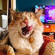Reese joined the competition — help win amazing prizes! cat, calico_cat, tongue, whiskers, yawn, teeth, fur, collar, tag, knit_blanket, blanket, closeup, portrait, indoor, living_room, television, wooden_table, cozy, relaxed, pet