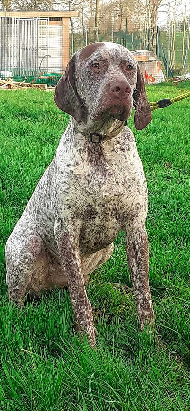 Rambo