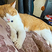 Cosmo is registered to the contest to win money with this photo: cat, sleeping, orange_cat, white_fur, paws, blanket, patterned_blanket, indoor, resting, cozy, pet, domestic_cat, fur, pink_nose, relaxed, feline, closeup, home, furniture, cushion