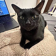 Asphalt joined the competition — help win amazing prizes! animal, bedroom, black_cat, blanket, carpet, cat, comfortable, cozy, curious, door, feline, furniture, green_eyes, home, indoor, laptop, pet, resting, room, technology