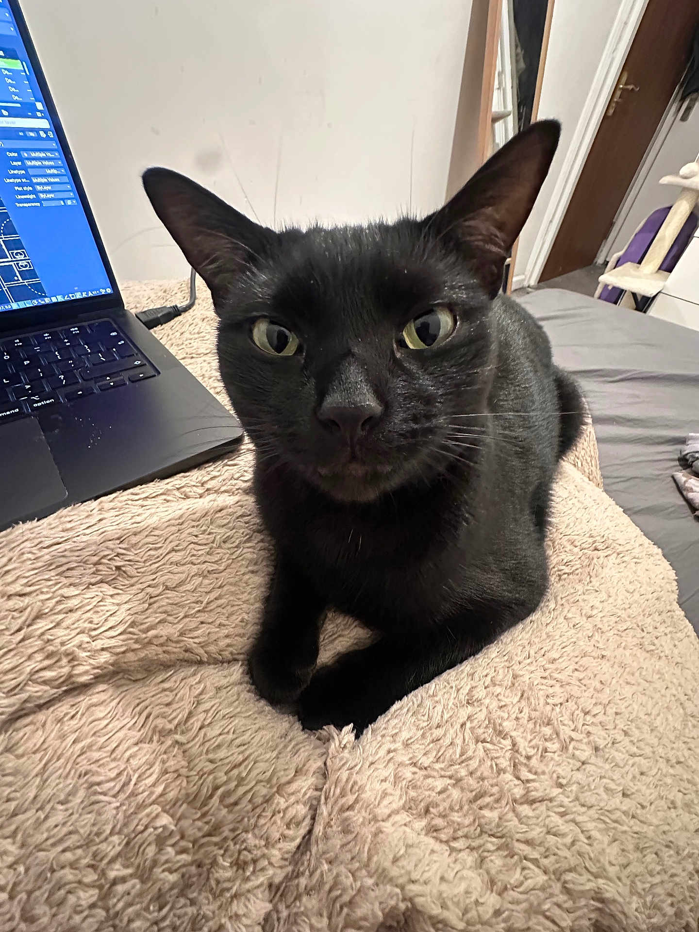 Asphalt joined the competition — help win amazing prizes! animal, bedroom, black_cat, blanket, carpet, cat, comfortable, cozy, curious, door, feline, furniture, green_eyes, home, indoor, laptop, pet, resting, room, technology