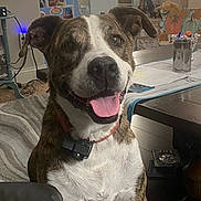 Lance is registered to the contest to win money with this photo: dog, brindle, white, smiling, tongue_out, indoor, furniture, table, papers, decorations, carpet, collar, pet, happy, canine, animal, home, living_room, friendly, companion