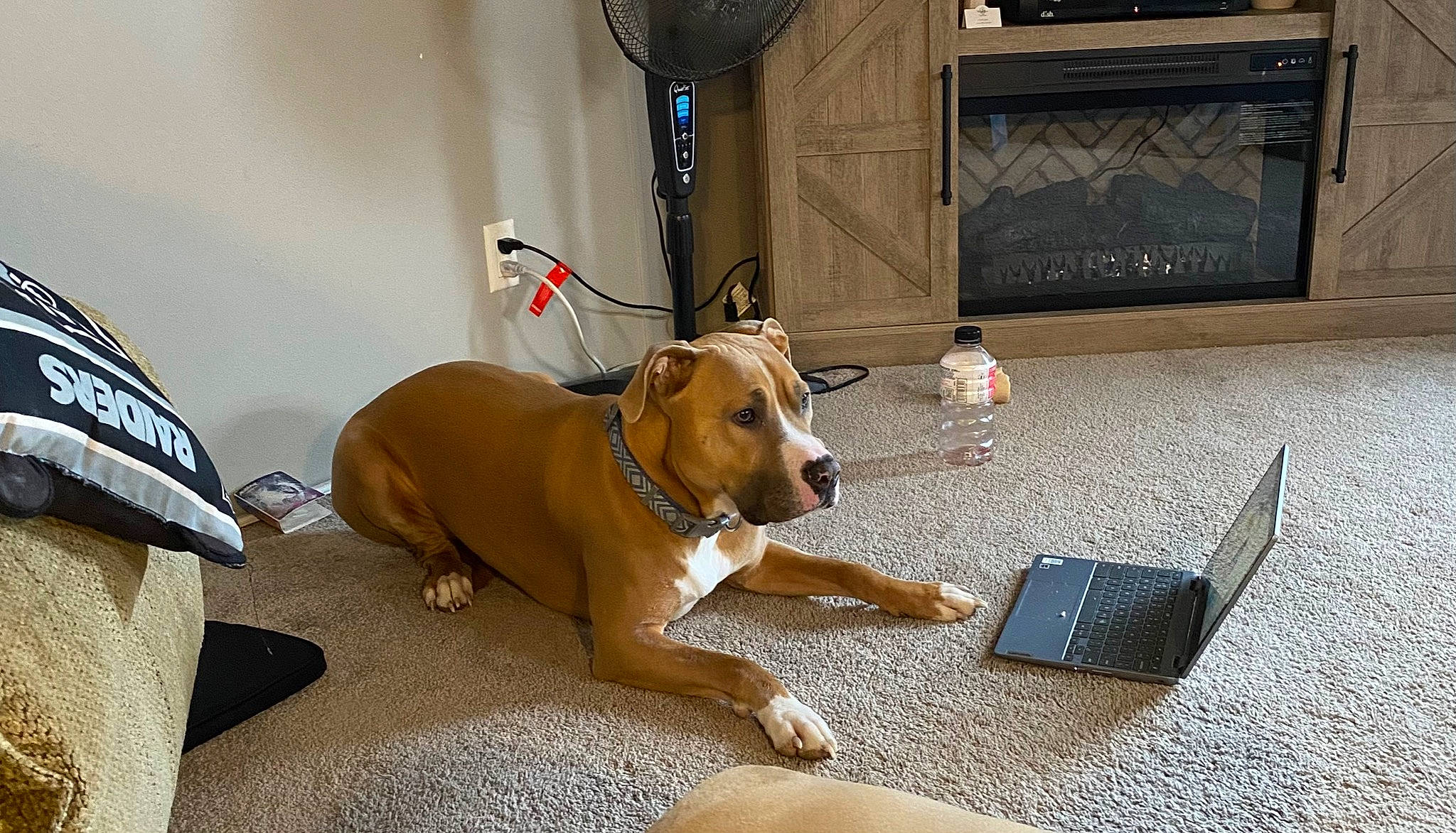 Popeye is registered to the contest to win money with this photo: canidae, carnivore, collar, comfort, companion_dog, dog, dog_breed, dog_collar, dog_supply, fawn, flooring, hardwood, laptop, leash, personal_computer, pet_supply, snout, sporting_group, tail, working_animal