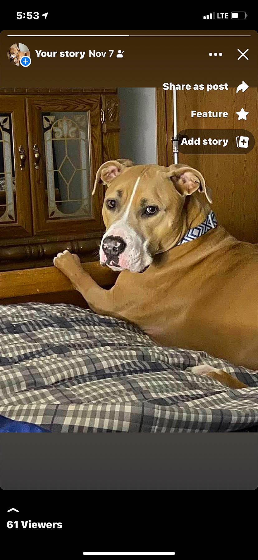 Popeye joined the competition — help win amazing prizes! carnivore, collar, comfort, companion_dog, dog, dog_breed, dog_collar, dog_supply, door, fawn, flooring, hardwood, linens, liver, pet_supply, sporting_group, window, wood, working_animal, working_dog