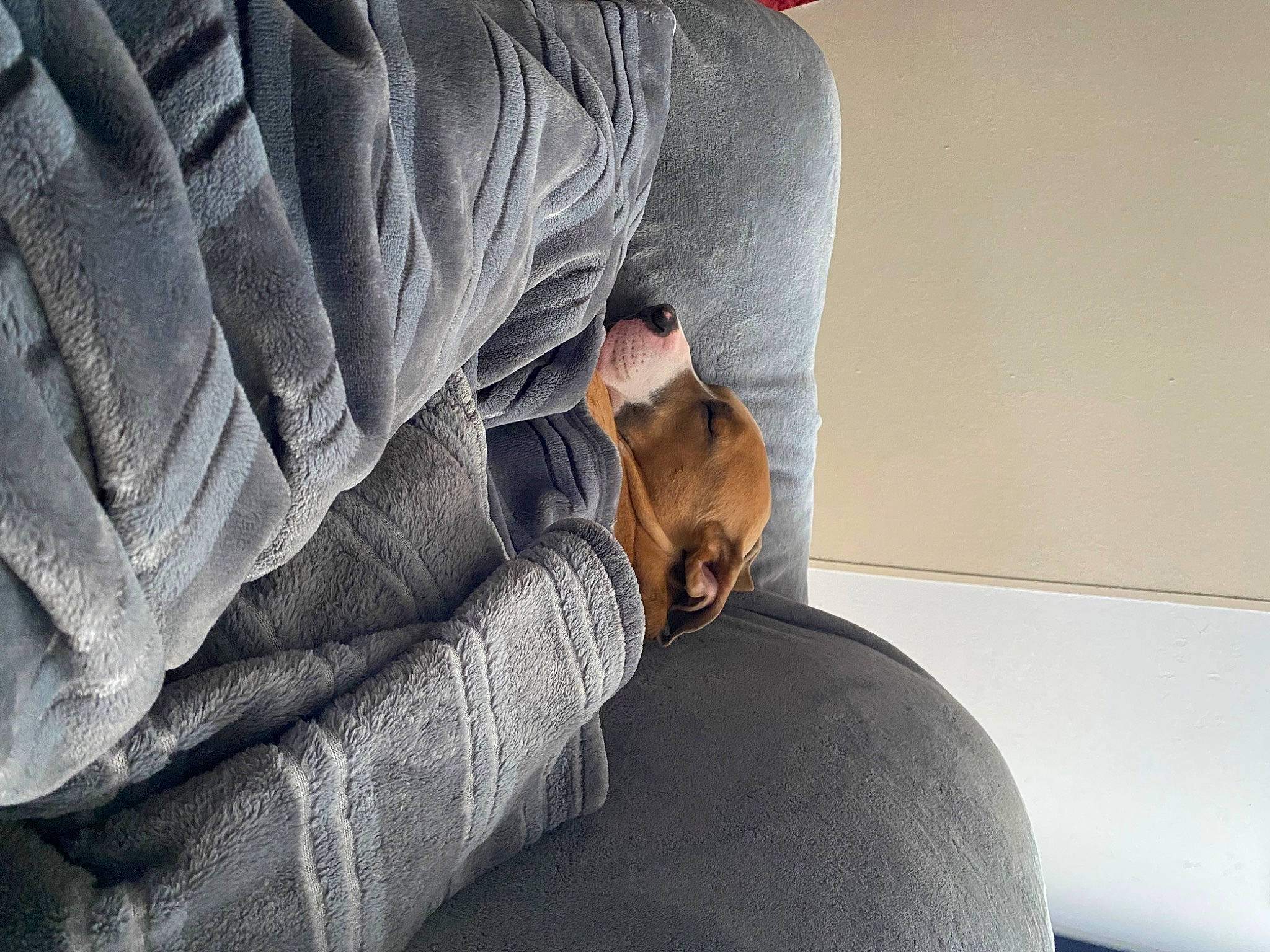 Popeye joined the competition — help win amazing prizes! bat, carnivore, comfort, companion_dog, couch, dog, dog_breed, elbow, felidae, fur, grey, human_leg, knee, linens, room, sitting, sleeve, toy_dog, whiskers, wood