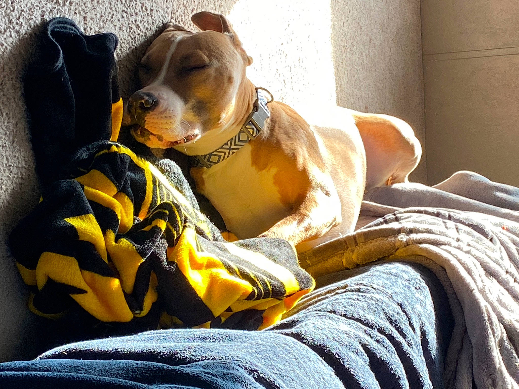 Popeye joined the competition — help win amazing prizes! canidae, carnivore, collar, comfort, companion_dog, dog, dog_breed, dog_collar, dog_supply, fawn, guard_dog, linens, paw, pet_supply, snout, sporting_group, terrestrial_animal, whiskers, working_animal, working_dog