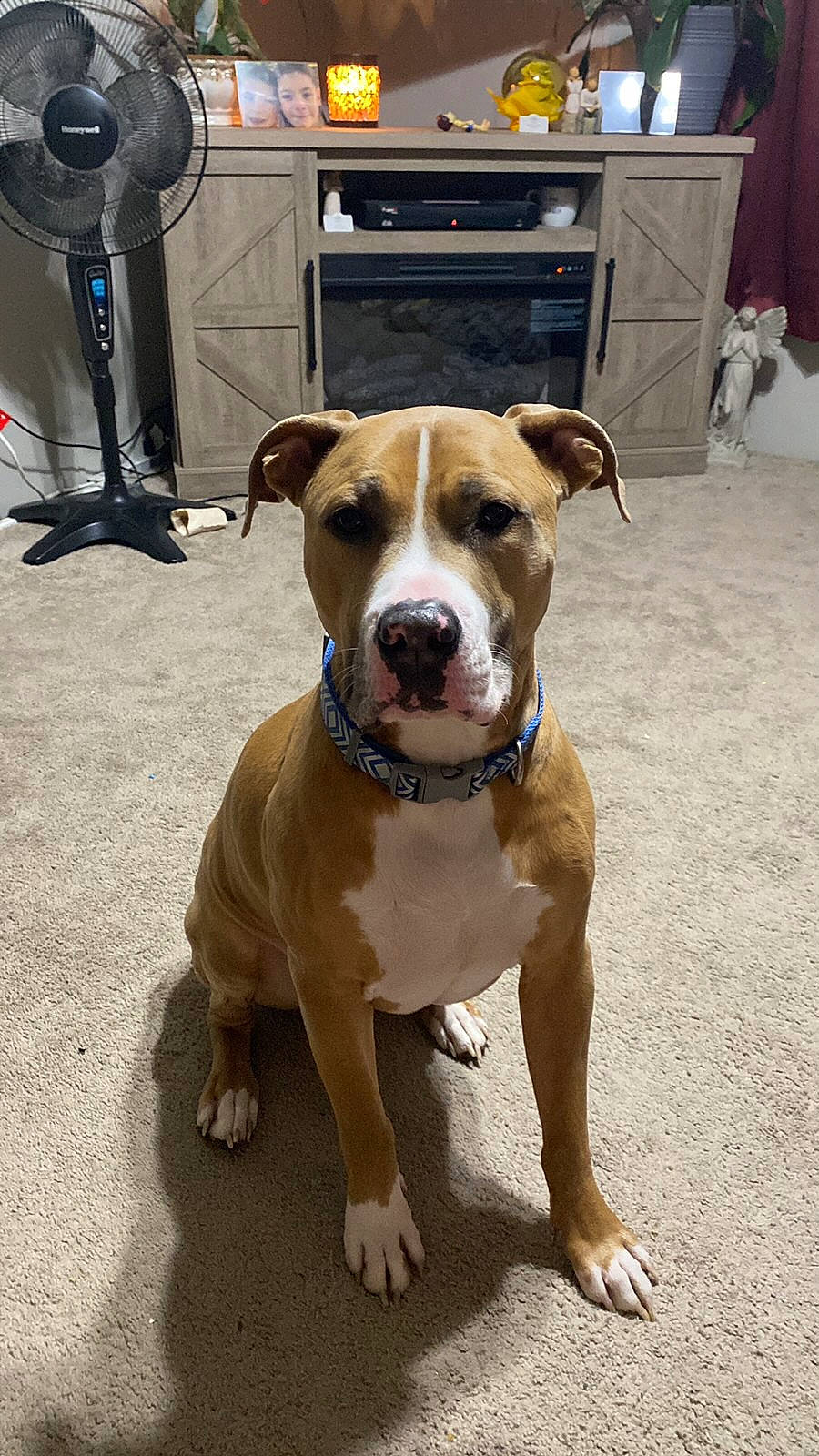 Popeye is registered to the contest to win money with this photo: cabinetry, canidae, collar, companion_dog, dog, dog_breed, dog_collar, drawer, fawn, flooring, guard_dog, leash, molosser, snout, sporting_group, whiskers, white, window, working_animal, working_dog