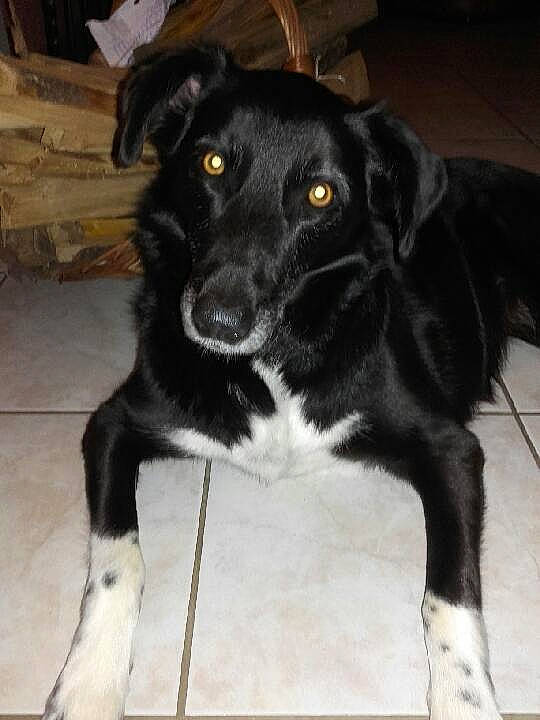 Hyona participe au concours pour gagner de l'argent avec cette photo : borador, border_collie, dog, dog_breed, dog_breed_group, dog_like_mammal, karelian_bear_dog, mcnab, snout, sporting_group