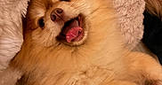 Guizmo participe au concours pour gagner de l'argent avec cette photo : animal, blanket, closeup, comfort, cozy, cute, dog, face, fluffy, fur, happy, indoor, lying_down, pet, pomeranian, relaxed, smiling, soft, tongue_out, warm