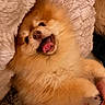 animal, blanket, closeup, comfort, cozy, cute, dog, face, fluffy, fur, happy, indoor, lying_down, pet, pomeranian, relaxed, smiling, soft, tongue_out, warm