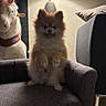 Guizmo participe au concours pour gagner de l'argent avec cette photo : carpet, couch, cozy, dog, fluffy, furniture, happy, indoor, lamp, pet, pillow, plush_toy, pomeranian, sitting, small_dog, soft_lighting, tongue_out, toy, unicorn, wall