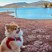 Guizmo a rejoint le concours — aidez-le/la à gagner de superbes lots ! animal, calm, canine, daytime, dog, fluffy, lake, landscape, leash, mountains, nature, outdoor, pet, pomeranian, red_harness, rocky_shore, scenic, sitting, sky, water