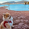 animal, calm, canine, daytime, dog, fluffy, lake, landscape, leash, mountains, nature, outdoor, pet, pomeranian, red_harness, rocky_shore, scenic, sitting, sky, water