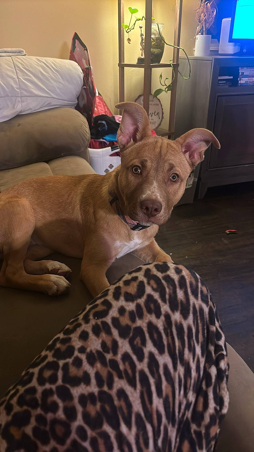 Sativa joined the competition — help win amazing prizes! bed, carnivore, comfort, companion_dog, couch, dog, dog_breed, dog_supply, fawn, furniture, linens, remote_control, room, sighthound, snout, sporting_group, television, whiskers, wood, working_animal