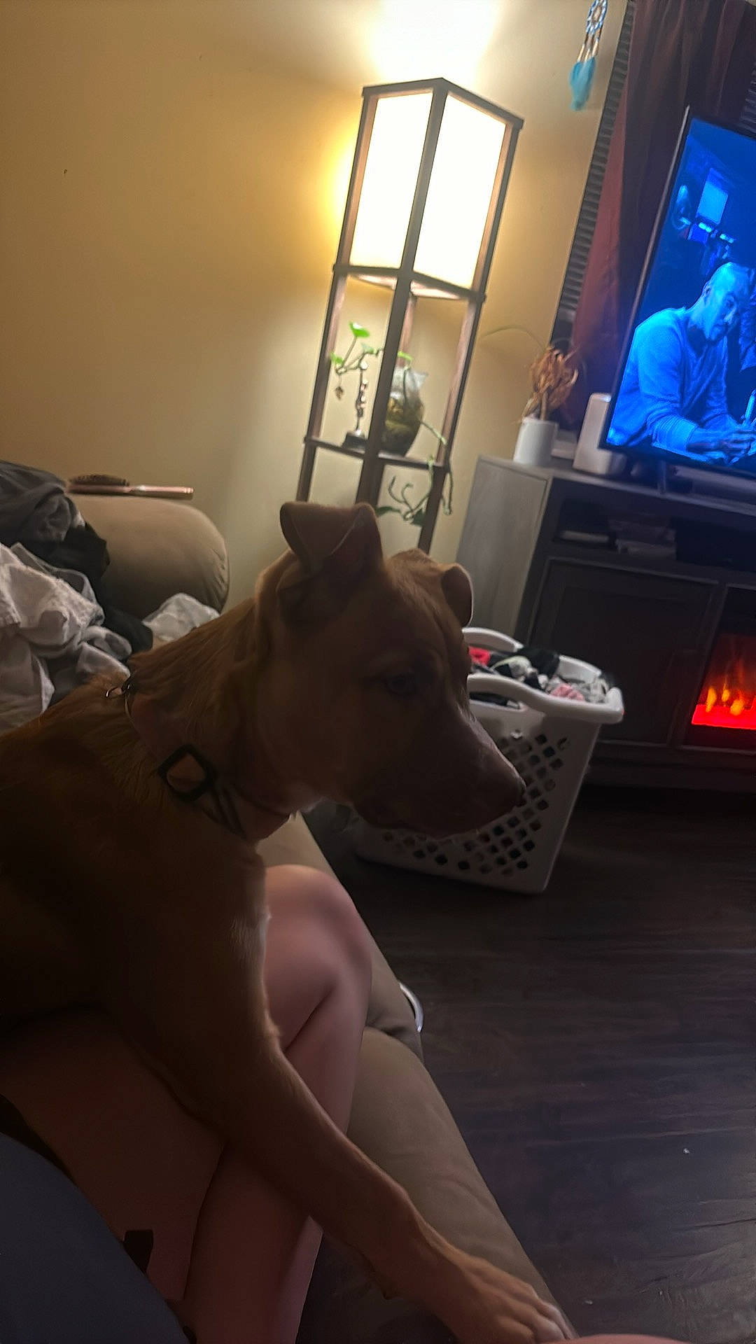 Sativa is registered to the contest to win money with this photo: abdomen, barechested, carnivore, comfort, companion_dog, couch, darkness, dog, dog_breed, fawn, flooring, human_leg, lighting, room, snout, sporting_group, tail, trunk, whiskers, window