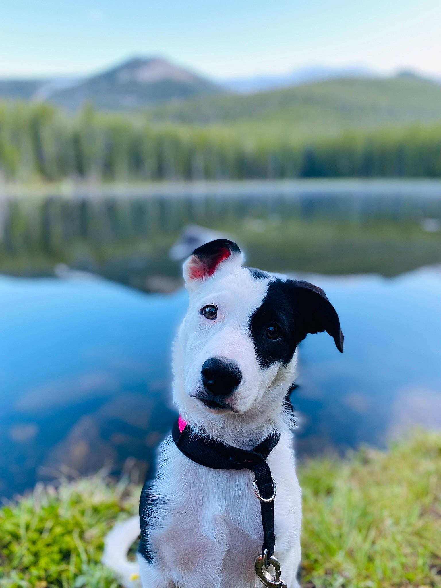 Dutch is registered to the contest to win money with this photo: canidae, carnivore, collar, companion_dog, dog, dog_breed, dog_collar, dog_supply, lake, lake_district, landscape, mountain, natural_landscape, pet_supply, plant, reservoir, sky, snout, sporting_group, water
