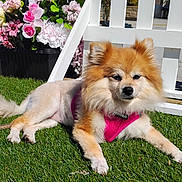 Marilyn Monroe is registered to the contest to win money with this photo: dog, small_dog, fluffy, orange_fur, white_fur, pink_harness, lying_down, grass, lawn, outdoor, garden, flowers, flower_pot, white_chair, sunlight, pet, animal, portrait, cute, relaxed