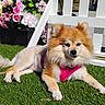 dog, small_dog, fluffy, orange_fur, white_fur, pink_harness, lying_down, grass, lawn, outdoor, garden, flowers, flower_pot, white_chair, sunlight, pet, animal, portrait, cute, relaxed