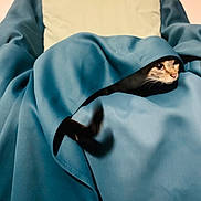 Mimi participe au concours pour gagner de l'argent avec cette photo : cat, blanket, blue, tail, face, cozy, indoor, curious, pet, fur, animal, cute, resting, comfort, soft, hiding, pillow, furniture, home, relaxation