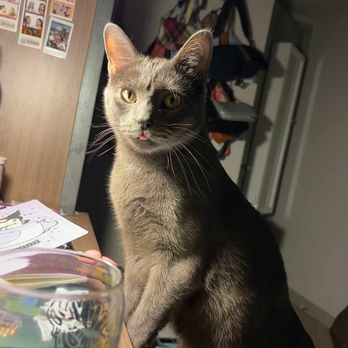 Finn