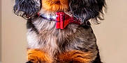 Atchi participe au concours pour gagner de l'argent avec cette photo : dog, puppy, dachshund, bow_tie, wooden_barrel, pet, animal, fur, cute, portrait, indoor, brown, black, orange, ears, nose, paws, looking_up, collar, close_up