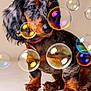 animal, background, black, brown, bubbles, collar, curious, cute, dachshund, dog, ears, floor, fur, indoor, nose, pet, playful, puppy, sitting, studio