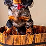 Atchi a rejoint le concours — aidez-le/la à gagner de superbes lots ! dog, puppy, dachshund, bow_tie, wooden_bucket, pet, animal, cute, portrait, indoor, brown, black, fur, ears, face, looking_up, whiskers, floor, canine, adorable