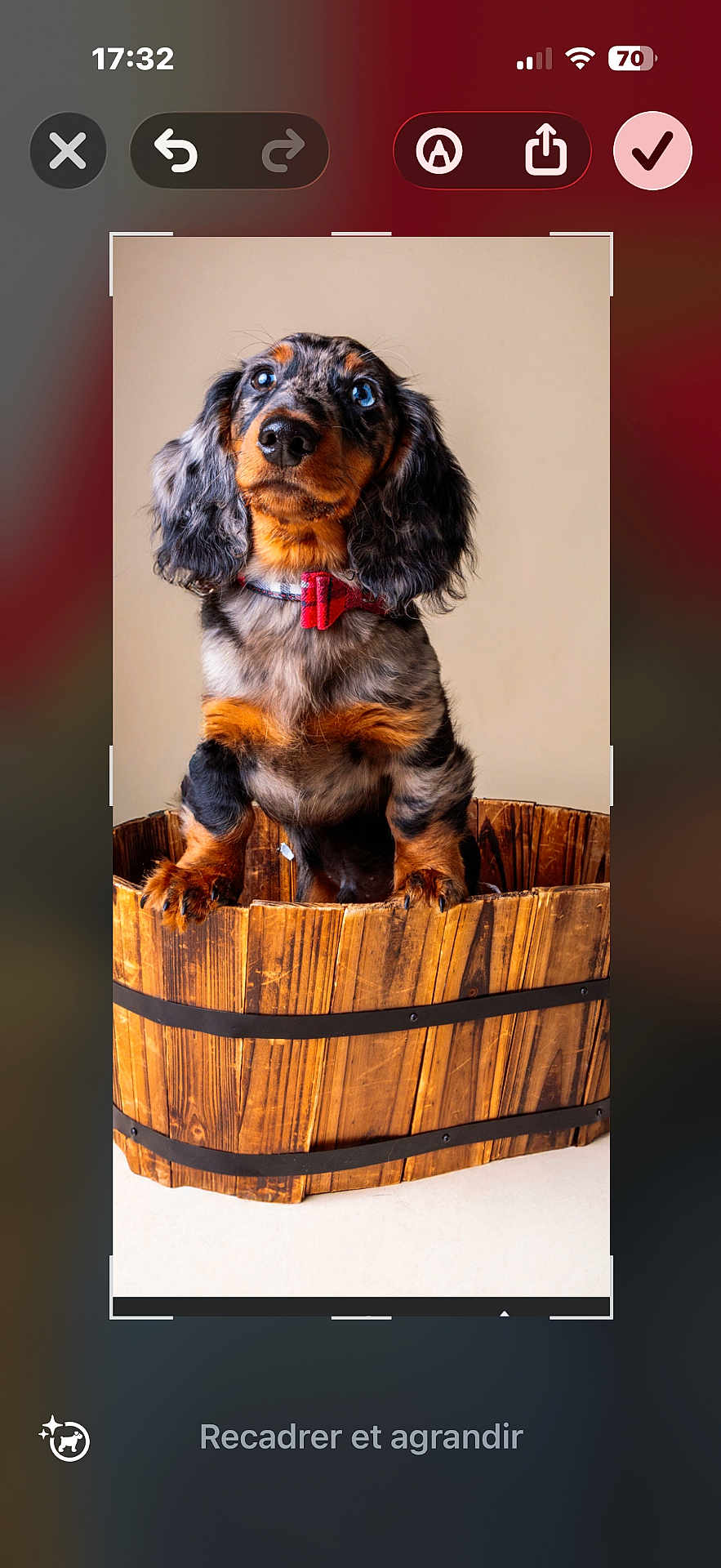 Atchi participe au concours pour gagner de l'argent avec cette photo : dog, puppy, dachshund, merle, blue_eyes, bow_tie, wooden_barrel, pet, animal, curious, brown, black, orange, fur, canine, indoor, portrait, cute, small_dog, looking_up