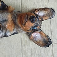 Atchi participe au concours pour gagner de l'argent avec cette photo : puppy, dog, ears, fur, floor, wooden_floor, pet, animal, cute, lying_down, looking_up, multicolor_fur, playful, young_dog, domestic_animal, canine, closeup, indoors, portrait, pet_animal