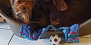 Nimy Et Volt participe au concours pour gagner de l'argent avec cette photo : airedale, animal, ball, bathing, bed, canine, couch, dog, dogbed, football, furniture, hound, indoors, pet, puppy, soccer, soccerball, sport, terrier, tub
