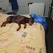 Nimy Et Volt a rejoint le concours — aidez-le/la à gagner de superbes lots ! basket, bed, blanket, brown_dog, canine, clothing, comfort, dog, floor, furniture, household, indoor, pet, radiator, resting, room, shelf, sleeping_area, textile, yellow