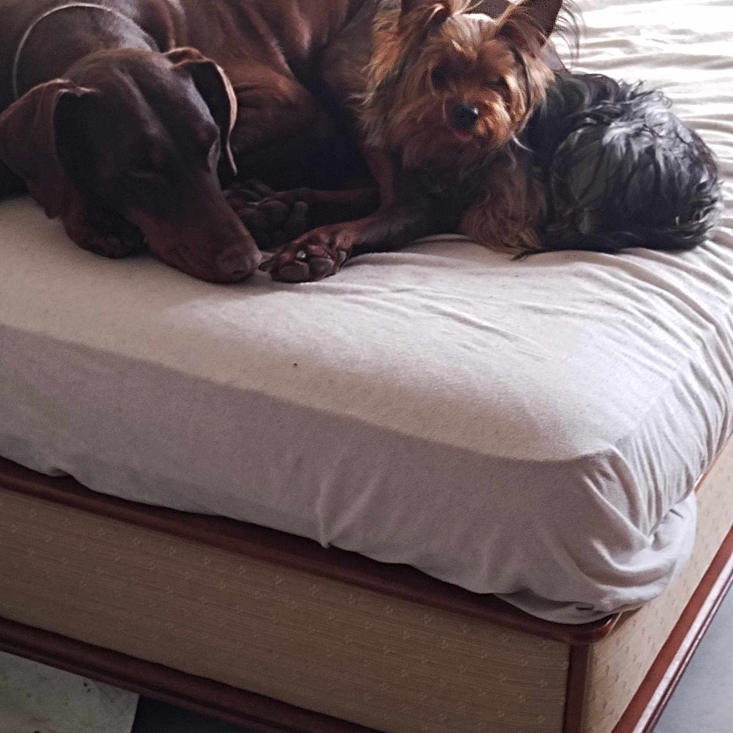 Nimy Et Volt participe au concours pour gagner de l'argent avec cette photo : animal, bed, bedroom, canine, couch, cushion, dog, dogbed, furniture, homedecor, indoors, interiordesign, mattress, person, pet, pillow, puppy, room, sleeping, terrier