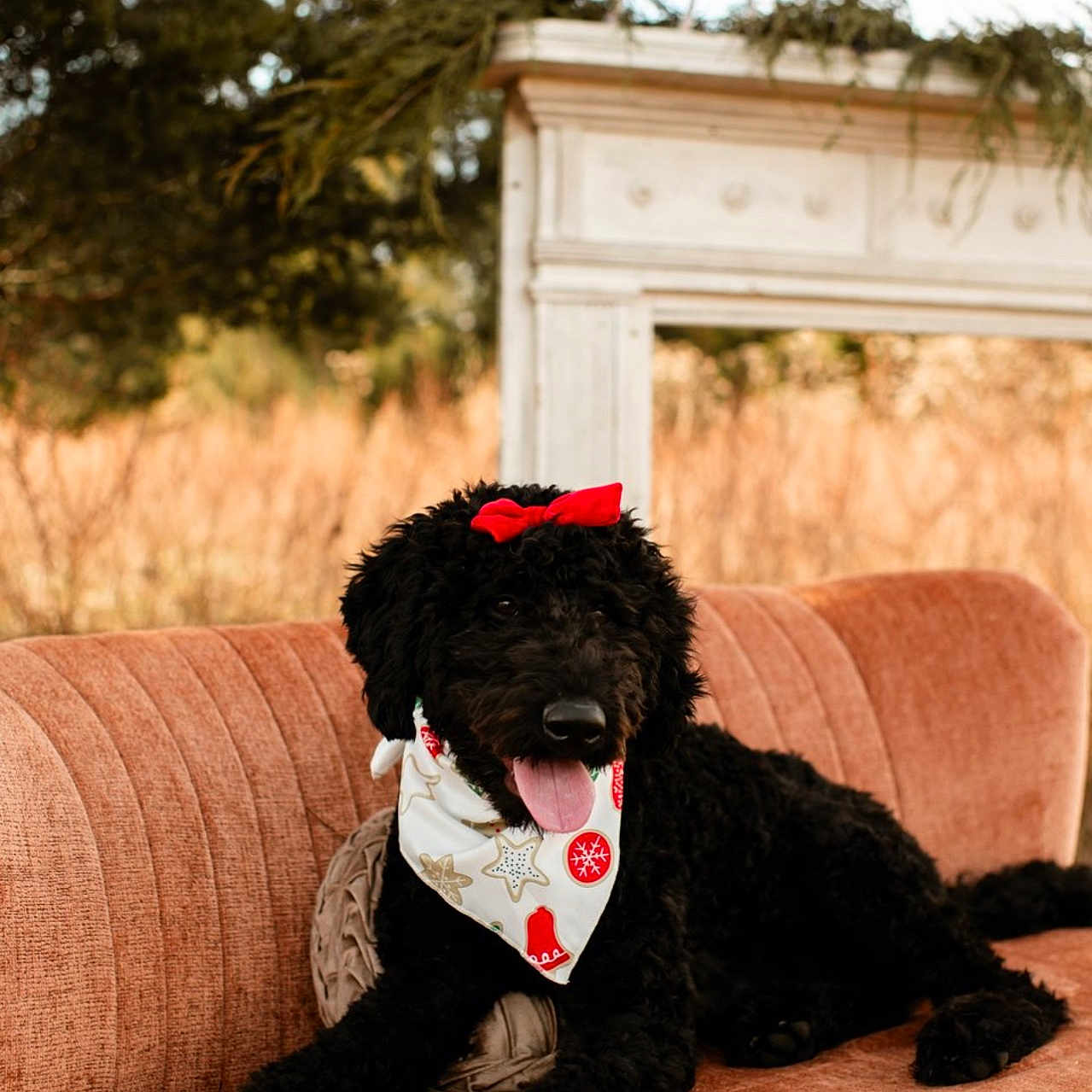 Oakley Rayne joined the competition — help win amazing prizes! accessories, animal, antelope, architecture, building, canine, couch, cushion, dog, face, furniture, head, homedecor, indoors, livingroom, pet, poodle, puppy, room, soil