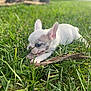 dog, puppy, french_bulldog, grass, outdoor, stick, chewing, pet, cute, white_fur, ears, close_up, portrait, greenery, yard, nature, small, young, playful, ground