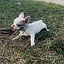 dog, puppy, white_coat, grass, chewing, sandal, outdoors, pet, ears, paws, nose, young_animal, playful, lawn, close_up, shallow_depth_of_field, blurred_background, greenery, cute, small