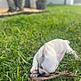 puppy, dog, grass, lawn, stick, chewing, closeup, white_fur, ears, paws, outdoor, sunlight, shallow_depth_of_field, bokeh, backyard, nature, relaxed, pet, young, blurred_background