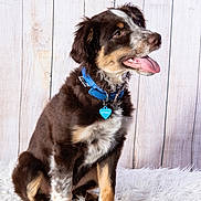 Apéro a rejoint le concours — aidez-le/la à gagner de superbes lots ! animal, blue_collar, cute, dog, domestic_animal, fluffy_rug, fur, fur_pattern, happy, indoor, pet, playful, portrait, puppy, sitting, studio_photo, tongue_out, tricolor, wooden_background, young_dog
