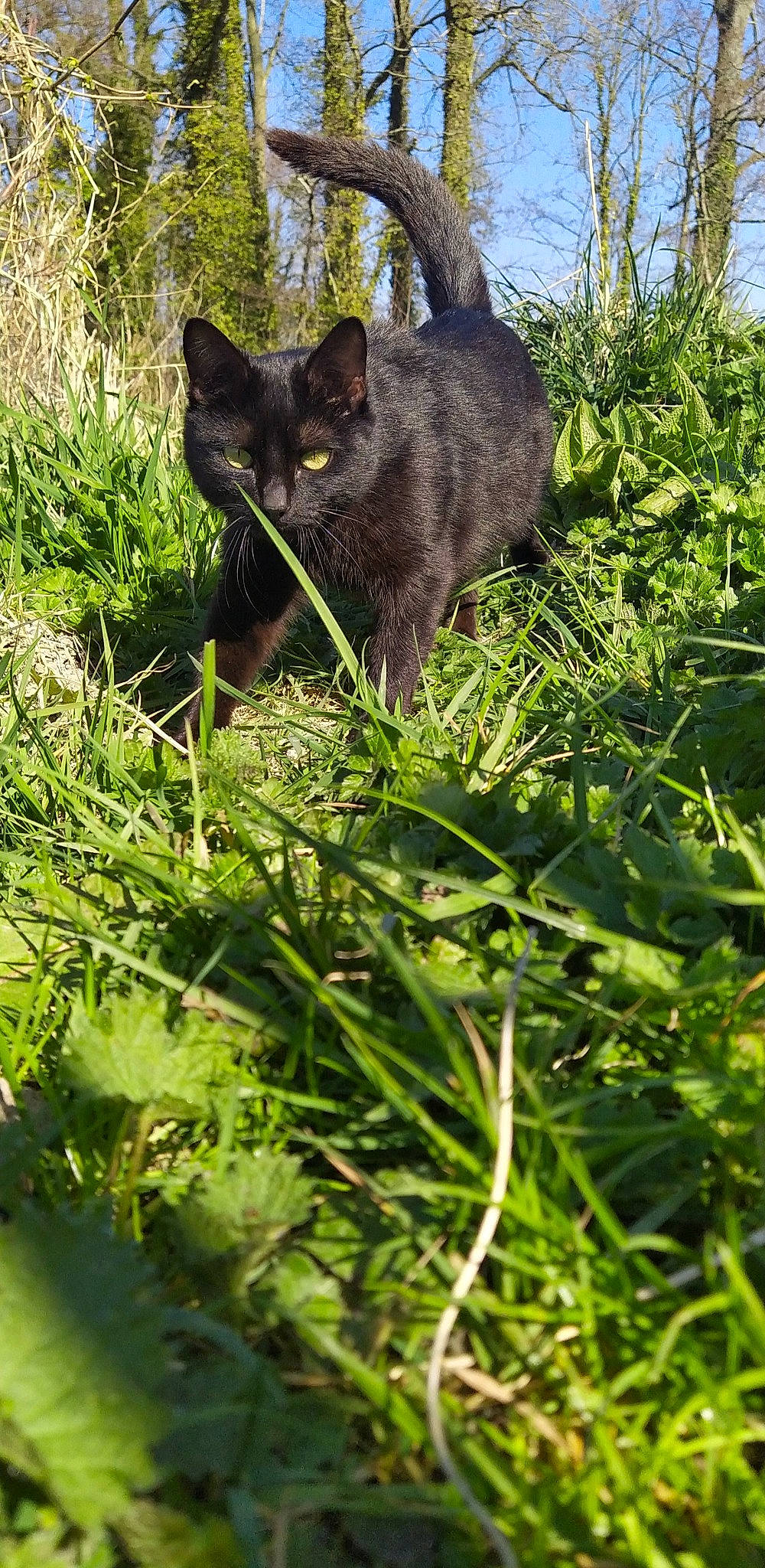 Odawa participe au concours pour gagner de l'argent avec cette photo : black_cat, bombay, carnivore, cat, domestic_short_haired_cat, felidae, fur, grass, grass_family, grassland, groundcover, plant, shrub, small_to_medium_sized_cats, snout, tail, terrestrial_animal, tree, whiskers, wildlife